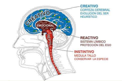Tipos cerebro 1